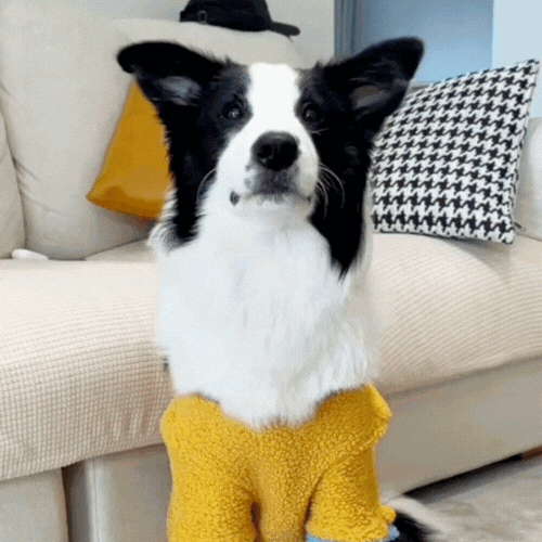 TumbliPet – Jouet Distributeur Interactif & Éducatif pour Chiens et Chats